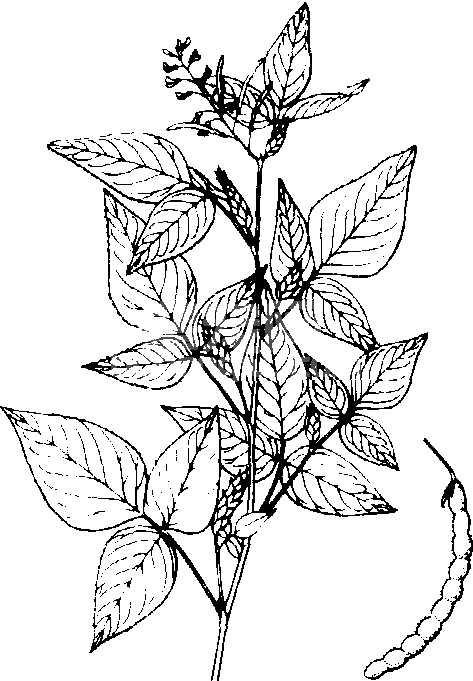 绿叶山蚂蟥