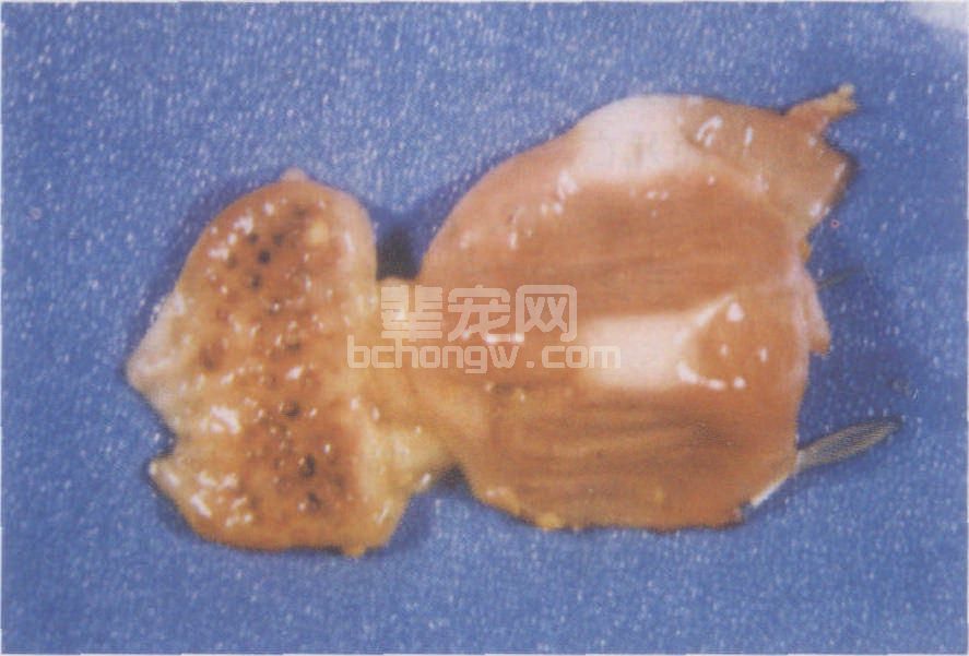 眼观病变