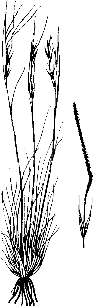 东方针茅