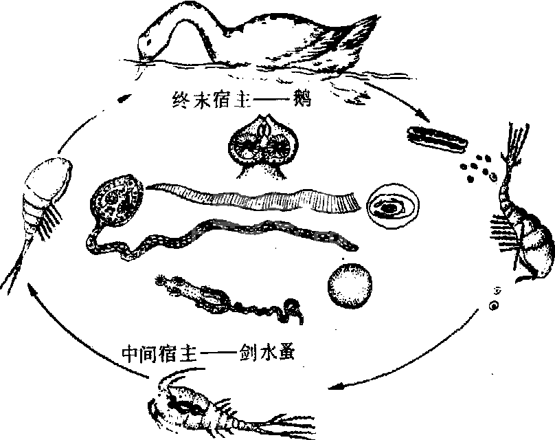 剑带绦虫病