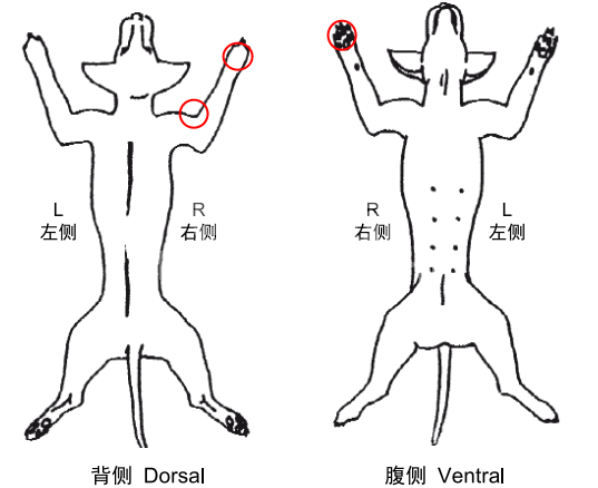 一例犬组织细胞肉瘤的病例报告
