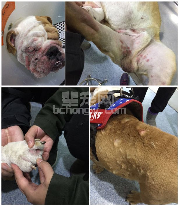 一例年轻犬严重过敏继发脓皮症的病例报告
