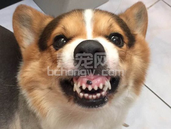 狗对人攻击行为案例诊断及处理