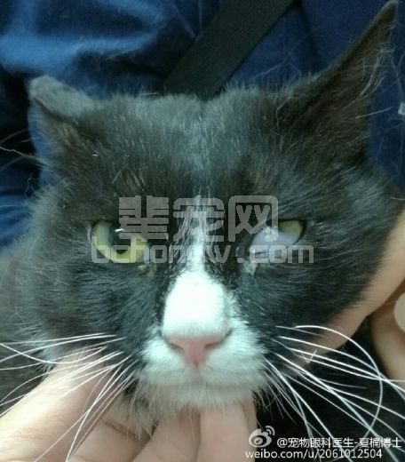 趣味探讨——霍纳氏综合征