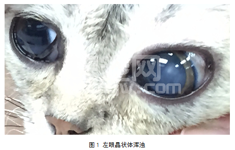一例幼猫白内障超声乳化术并人工晶状体植入术的治疗