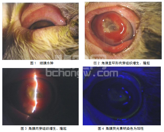 瞬膜遮盖术治疗幼猫复杂性角膜溃疡一例