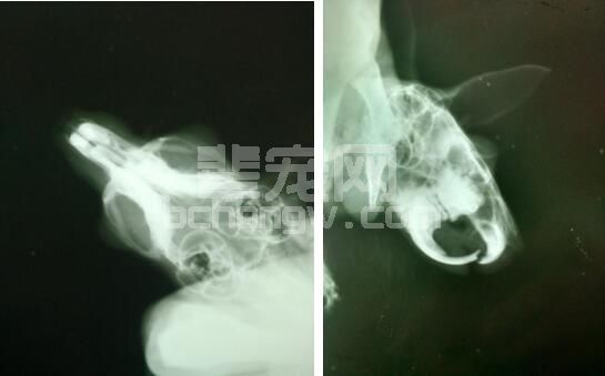 龙猫齿科病例分析