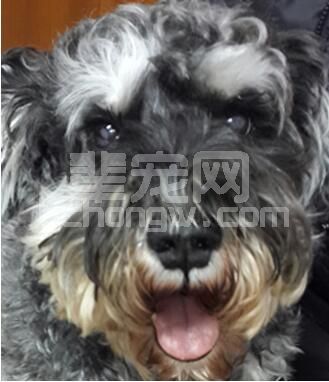 犬葡萄膜黑色素瘤