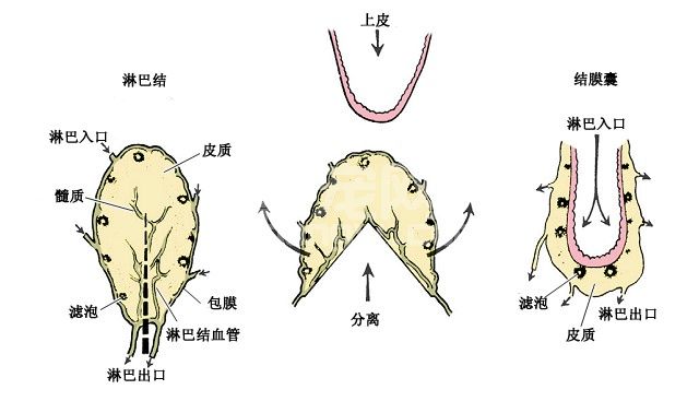 犬猫滤泡性结膜炎及瞬膜滤泡的诊断治疗