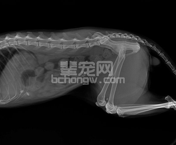 一例疑似猫慢性反复性自发性膀胱炎的中西结合诊疗