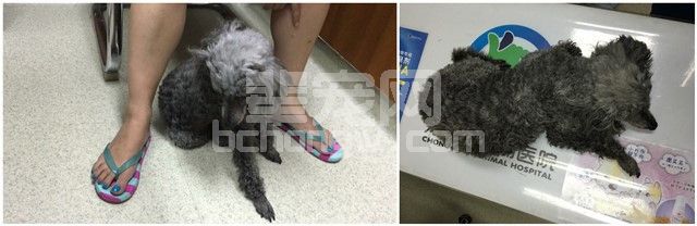 一例犬颅内星形细胞瘤的诊断及中西结合治疗