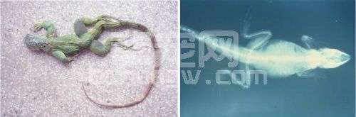 浅谈爬行动物代谢性骨病