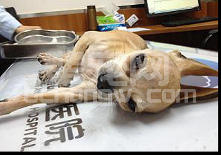 一例综合性中枢神经机能障碍犬的中西结合诊疗