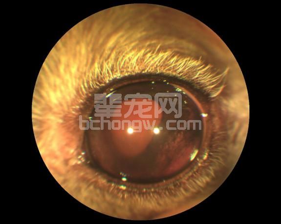 犬虹膜睫状体肿瘤