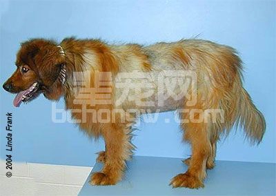 繁殖遗传系列专题 ——遗传以及非遗传性导致的脱毛症