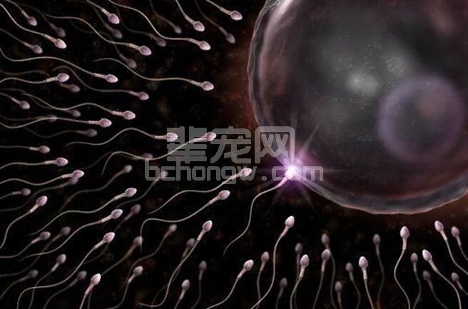 繁殖遗传系列专题 ——公母的生殖系统肿瘤病例分享