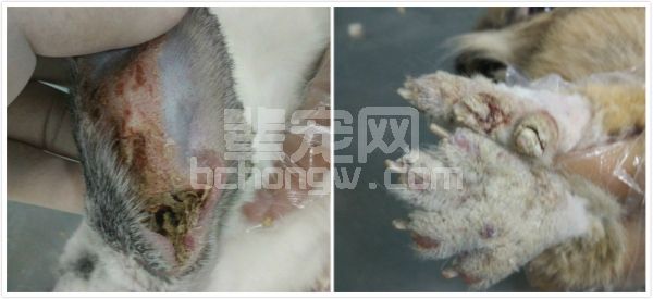 宠物兔疥癣症的治疗