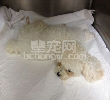 一例创伤性颅脑出血犬的中西结合诊疗