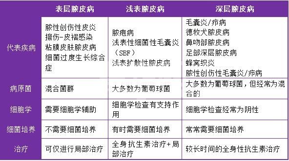 犬脓皮病常用抗生素治疗