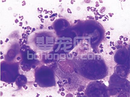 犬角膜鳞状上皮癌一例