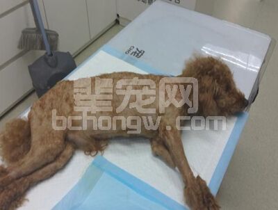 磁共振检查病例报告-犬外伤性瘫痪