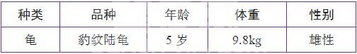 一例豹纹陆龟摔伤的治疗