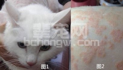 中西诊疗思路对比—例猫免疫介导性皮肤病的中西结合诊疗