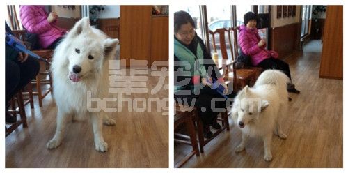 犬猫颅脑疾病磁共振检查临床病例分析