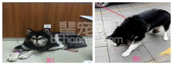一例犬延髓池蛛网膜囊肿的中西结合诊疗