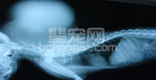 猫的巨大纤维瘤病例报告