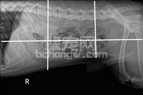 腹部X线影像判读