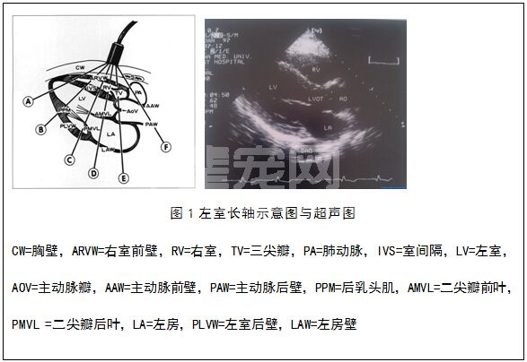 超声心动检查基础