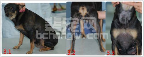 与内分泌病无关的非瘙痒性犬对称性脱毛的诊断与治疗