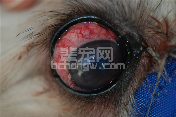 宠物临床医生如何应对眼科的急诊病例