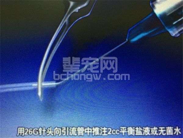 青光眼--可卡犬牛牛的Ahmed引流阀植入术