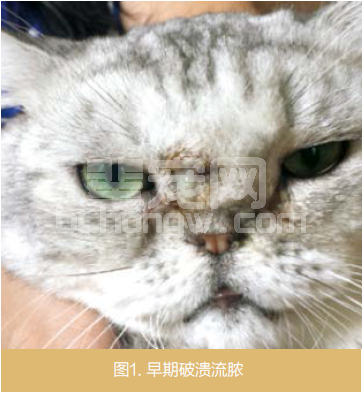 “小药”治“大病”—猫难治性鼻旁窦蓄脓中兽医辨证施治