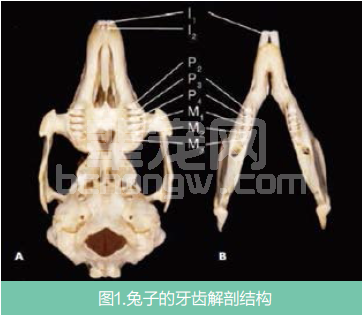 简述兔牙科疾病