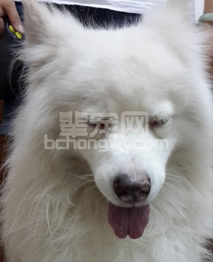 “犬眼色素层皮肤症候群”之临床诊疗探讨