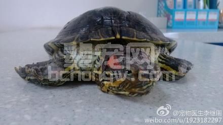 乌龟腐皮病的探讨