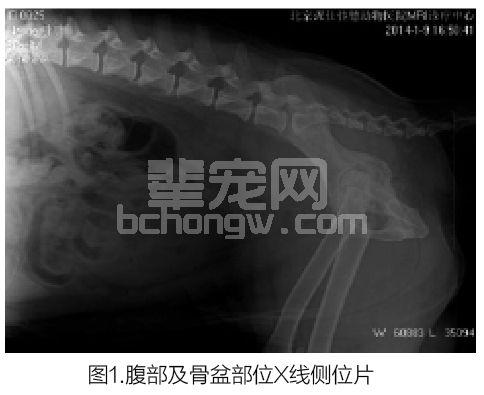 磁共振在小动物临床应用案例报道（二）——盆腔内肿瘤的