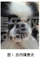 动物白内障的超声乳化手术及传统医学探讨