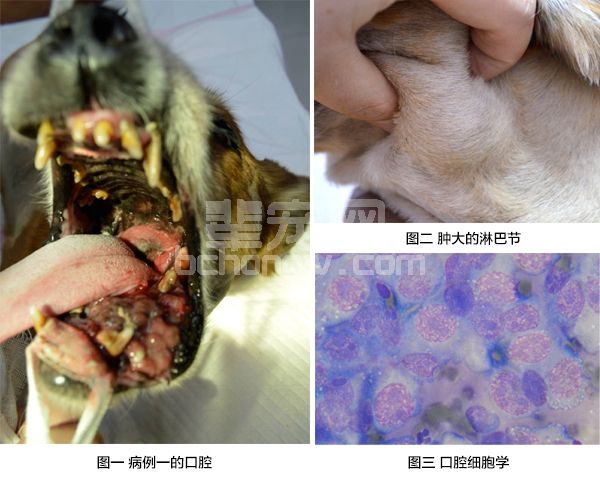 三例犬口腔恶性黑色素瘤的诊疗