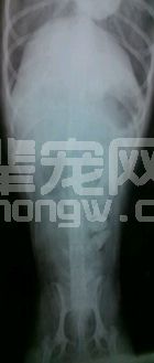 一例犬腰椎间盘突出病的诊治报告