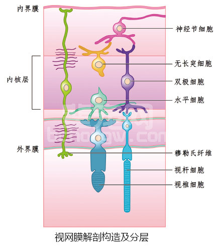 视网膜和视神经炎导致的失明