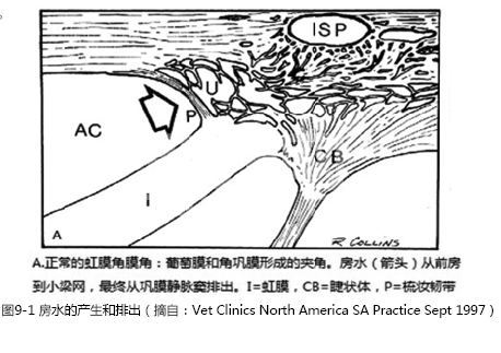 青光眼(一)