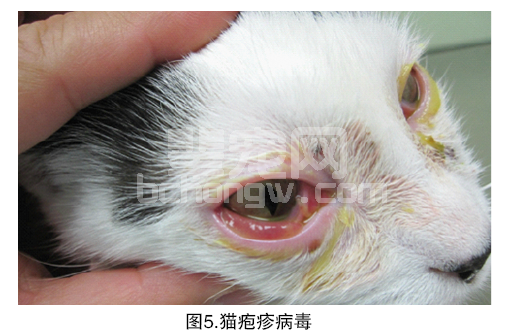 其他的角膜疾病（猫）
