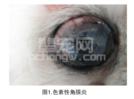 其他的角膜疾病（犬）