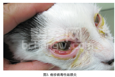 猫的结膜炎
