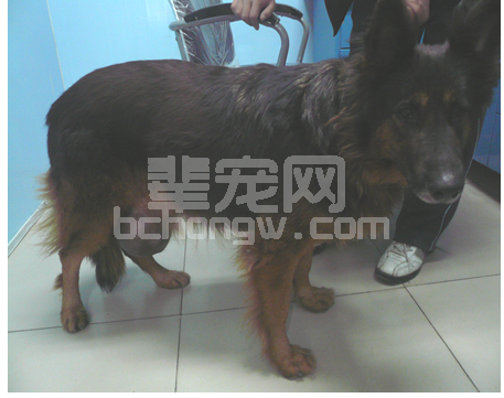 一例老年犬大型乳腺肿瘤的诊断和治疗