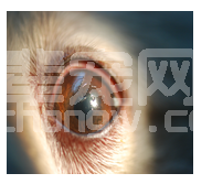 犬顽固性浅表角膜溃疡